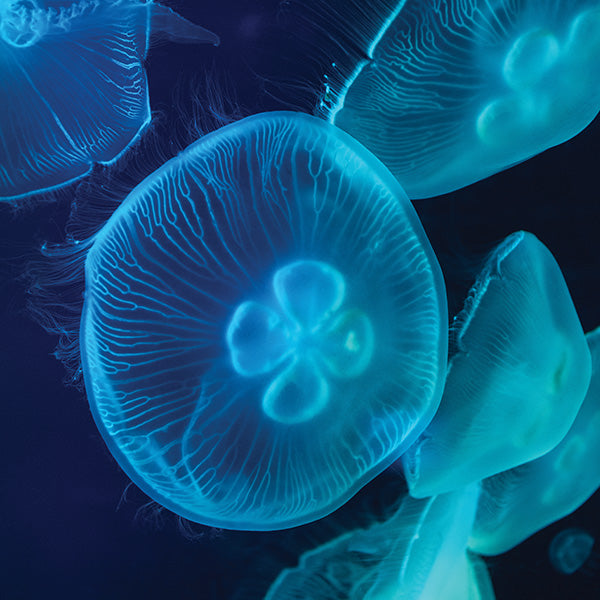 Jellyfish