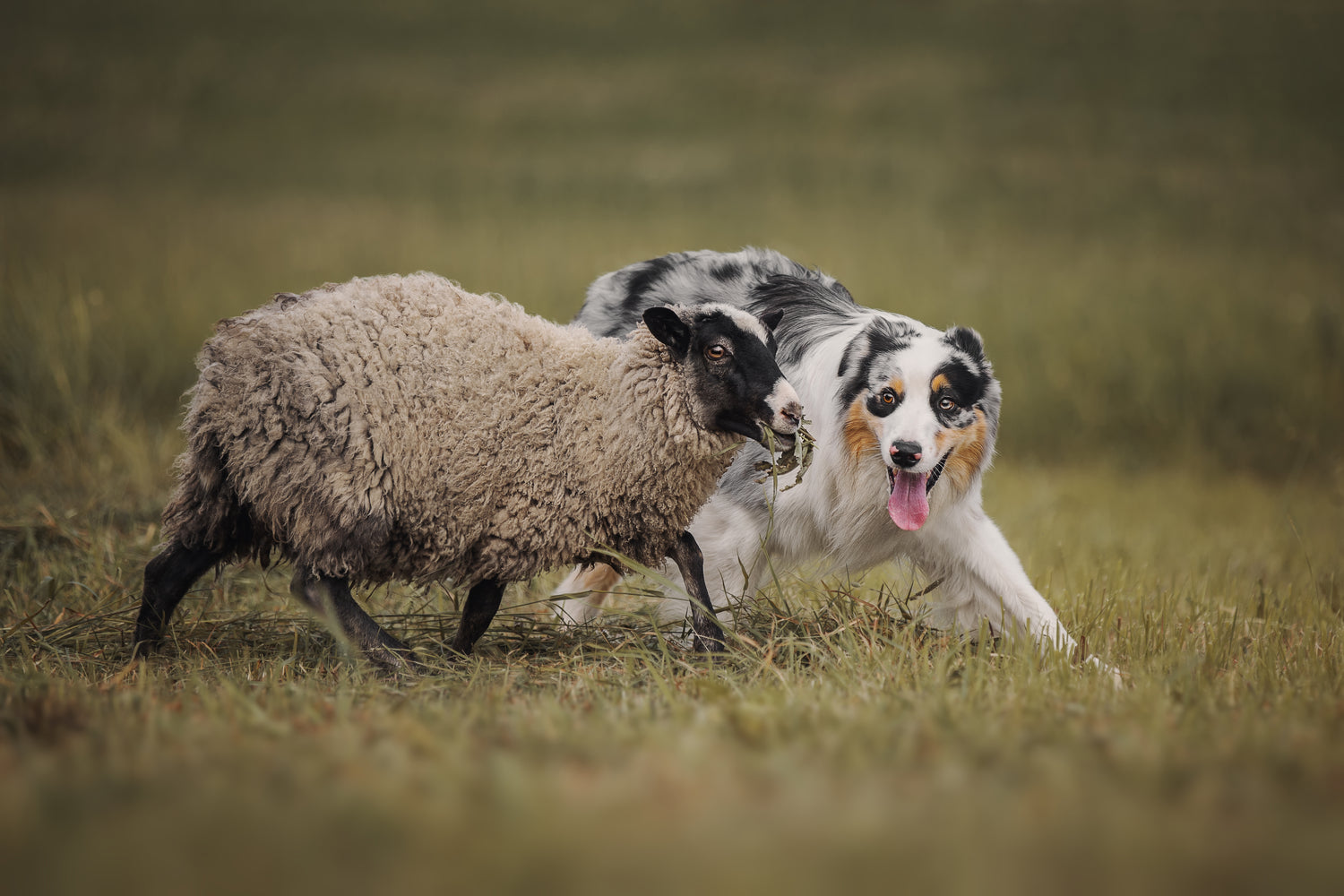 A sheep dog herds a sheep in an empty green field during the day. 