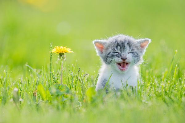 What is the difference between a cat and a comma?