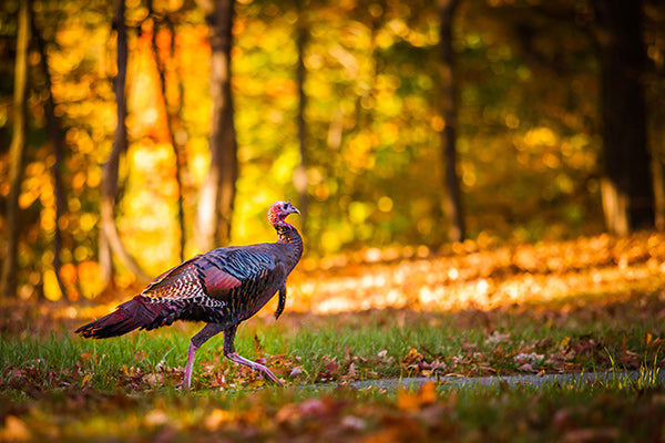 Try the Prevagen Thanksgiving Trivia Quiz!
