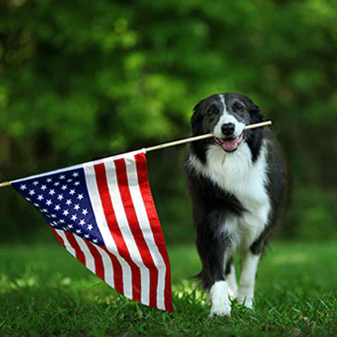 Dog carrying American flag for Pets for Patriots